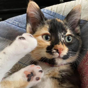 Meet your Posher, Megan